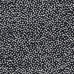 Polka Dalmatian