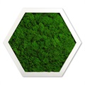Moss Art