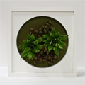 Moss Art